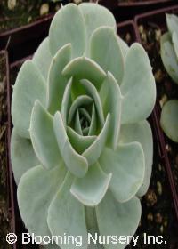 Echeveria runyonii 'Silver Onion'